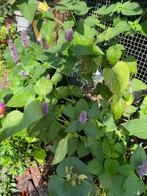Tuinplanten te koop, Tuin en Terras, Planten | Tuinplanten, Ophalen, Zomer, Overige soorten, Volle zon