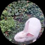 Witte Konijn Gratis af te halen, Dieren en Toebehoren, Ophalen, Nieuw