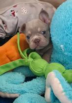 🥰 prachtige, super gave x franse Bulldog pups geboren 🥰, Bulldog, Meerdere, Meerdere dieren, Nederland