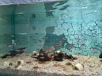 Kardinaal tetra, Paracheirodon axelrodi, Vis, Zoetwatervis
