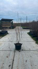 Prunus Royal burgundy Roodbladige Japanse sierkers, Tuin en Terras, Planten | Bomen, Verzenden, Lente, Halfschaduw, Overige soorten