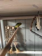 2 forpussen met kooi te koop, Dieren en Toebehoren, Vogels | Parkieten en Papegaaien, Meerdere dieren, Parkiet