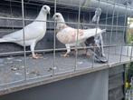Wener hoogvliegers. Piepers. 5 stuks, Dieren en Toebehoren, Vogels | Duiven