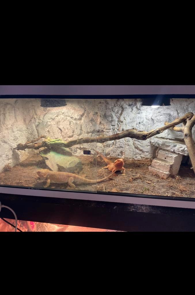 Baardagaam hypo orange broer en zus, met terrarium
