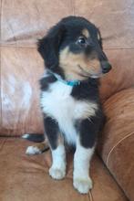Schotse collie pups, Dieren en Toebehoren, Honden | Niet-rashonden, CDV (hondenziekte), 8 tot 15 weken, Meerdere, Meerdere dieren