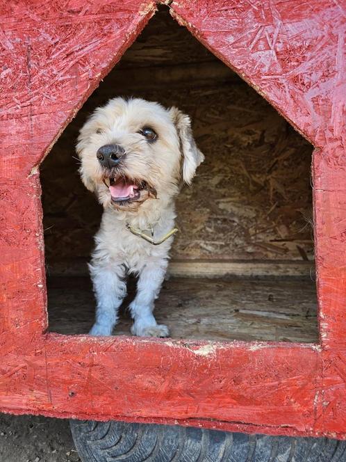 Bobbie zoekt een baasje, Dieren en Toebehoren, Honden | Niet-rashonden, Klein, Reu, Handelaar, Eén hond, Buitenland, 3 tot 5 jaar