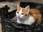 Kittens te koop (katers), uit eerste nestje, Dieren en Toebehoren, Meerdere dieren, Kortharig, 0 tot 2 jaar