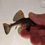 L091 Leporacanthicus Triactis Three Beacon pleco l nummer, Dieren en Toebehoren, Vis