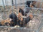 4 pandua kippen, Dieren en Toebehoren, Vrouwelijk, Kip