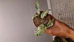 Monstera frozen freckles 2, Huis en Inrichting, Kamerplanten, Ophalen of Verzenden, Halfschaduw, Minder dan 100 cm