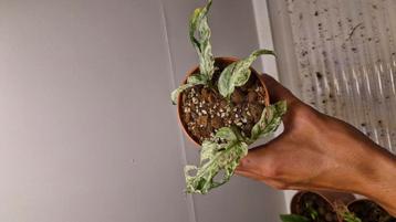 Monstera frozen freckles 2 beschikbaar voor biedingen