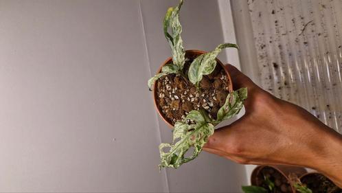 Monstera frozen freckles 2, Huis en Inrichting, Kamerplanten, Minder dan 100 cm, Halfschaduw, Ophalen of Verzenden
