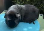Gekruind cavia beertje zwart met witte haren, Mannelijk, Cavia, Voor 1 juli 2024, Tam