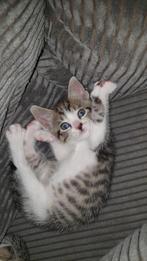 Zeer lieve kittens, Meerdere dieren