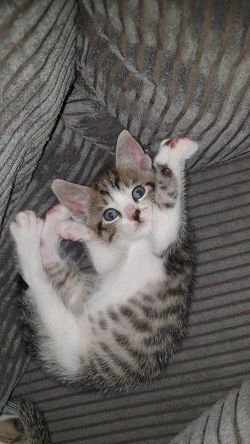 Zeer lieve kittens  beschikbaar voor biedingen