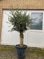 Olijfboom in pot 160 cm - Prachtige aanwinst voor uw tuin!, Bloeit niet, 100 tot 250 cm, Olijfboom, Ophalen