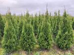 Thuja Smaragd te koop Beilen, Ophalen, Conifeer, Haag, 100 tot 250 cm