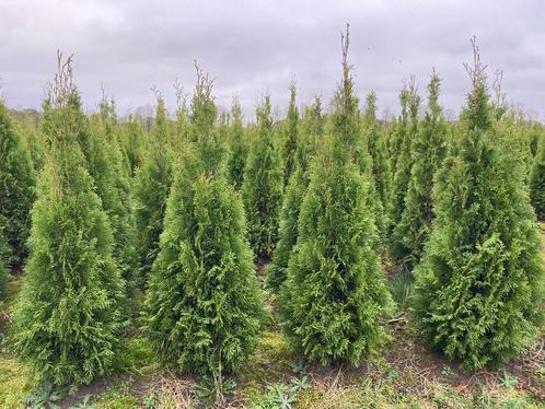 Thuja Smaragd te koop Beilen, Tuin en Terras, Planten | Struiken en Hagen, Haag, Conifeer, 100 tot 250 cm, Ophalen