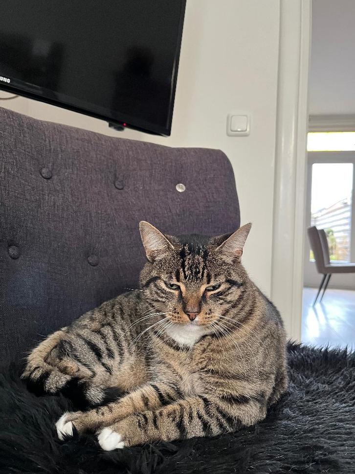 Bobbie, een super lieve kater zoekt deeltijd huis, Dieren en Toebehoren, Katten en Kittens | Raskatten | Korthaar, Kater, 6 jaar of ouder