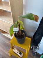 Dwarf Cavendish banaanplant met stekjes, Fruitplant, In pot, Minder dan 100 cm, Groene kamerplant