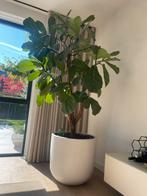 Ficus Lyrata plant XXL op stam inclusief beige pot, Huis en Inrichting, Ophalen, Ficus, 200 cm of meer, Halfschaduw
