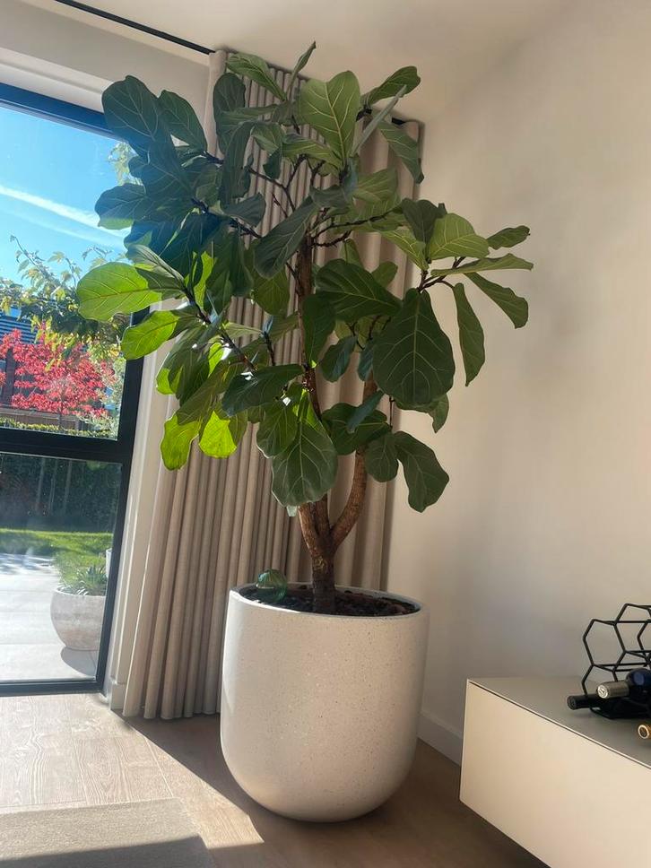 Ficus Lyrata plant XXL op stam inclusief beige pot, Huis en Inrichting, Kamerplanten, Ficus, 200 cm of meer, Groene kamerplant