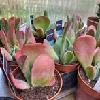 Vetplant kalanchoe luciae oricula, Ophalen of Verzenden, Overige soorten, Minder dan 100 cm