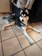 Lieve husky, Reu, 1 tot 2 jaar, Poolhond, Eén hond