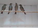 3 jonge Mexicaanse Roodmussen, Geslacht onbekend, Tropenvogel, Geringd