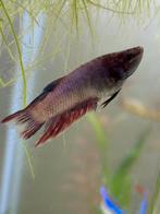Vrouw Betta/kempvis, Dieren en Toebehoren, Vissen | Aquariumvissen, Vis, Zoetwatervis