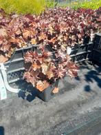 Heuchera palace purple, Ophalen of Verzenden, Volle zon, Overige soorten, Minder dan 100 cm