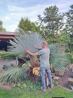 Trachycarpus zaden princeps nanus, Volle zon, Ophalen of Verzenden, Minder dan 100 cm, Zomer
