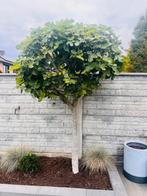 Mooie vijgenboom te koop, Tuin en Terras, Planten | Bomen, Bloeit niet, Overige soorten, 100 tot 250 cm, Ophalen