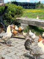 Gratis hanen  en kippen, Dieren en Toebehoren, Pluimvee