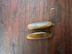 Gilera runner stuurkap reflector / rooster, Motoren, Tuning en Styling, Ophalen