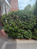 Ilex meserveae 'blue prince'  struik zelf eruit halen, Ophalen, Buxus, Minder dan 100 cm