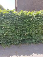 Volgroeide beukenhaag, Tuin en Terras, Planten | Struiken en Hagen, Ophalen, Beukenhaag, Haag, 100 tot 250 cm