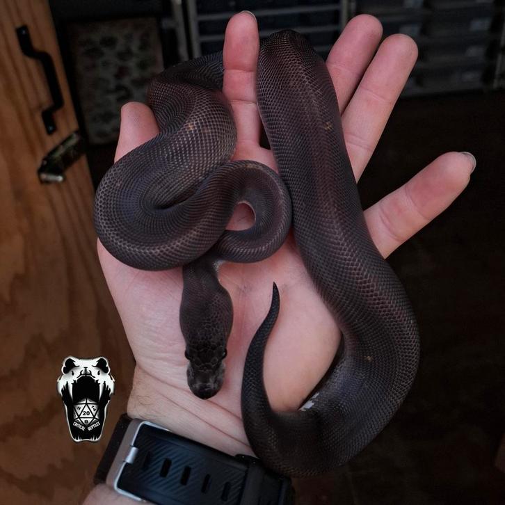 0.1 Black pastel Cinnamon het Pied (8ball) python regius