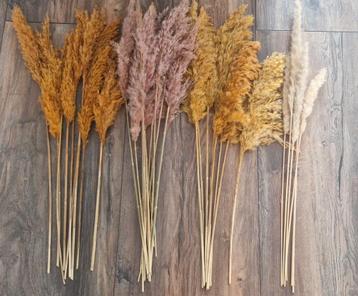 🌾Gedroogd Pampasgras - Sierpluimen Mix🌾 beschikbaar voor biedingen