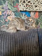 Superlieve Noorse boskat, Poes