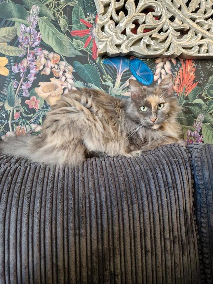 Superlieve Noorse boskat, Dieren en Toebehoren, Katten en Kittens | Raskatten | Langhaar, Poes