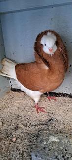 Te koop sierduiven Oudhollands kapucijnen duiven, Dieren en Toebehoren, Mannelijk