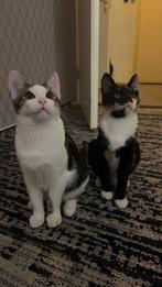 Gratis kittens, Dieren en Toebehoren, Katten en Kittens | Overige Katten, Meerdere dieren, Kortharig, 0 tot 2 jaar