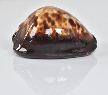 Schelpen: Cypraea (zoila) thersites 71,2mm (F+++) beschikbaar voor biedingen