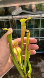 Sarracenia atala - Whites crossing, Tuin en Terras, Planten | Tuinplanten, Ophalen, Zomer, Volle zon