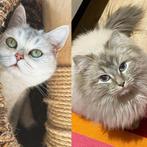 Ragdoll & Brits Koorthar, Dieren en Toebehoren, Poes, Gechipt, 3 tot 5 jaar