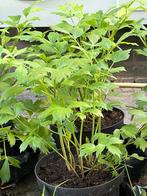 Maggiplant / Lavas / En andere planten, Tuin en Terras, Planten | Tuinplanten, Ophalen