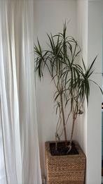 Drakenbloedboom van 150 cm, Huis en Inrichting, Kamerplanten, Ophalen, 100 tot 150 cm, Overige soorten, Halfschaduw