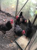 kippen Harco, hebben altijd biologisch voer gehad, Dieren en Toebehoren, Pluimvee, Vrouwelijk, Kip