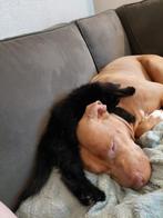 Britse korthaar kitten, Dieren en Toebehoren, Katten en Kittens | Raskatten | Langhaar, Meerdere dieren, Ingeënt